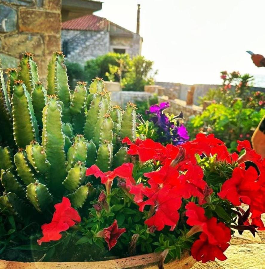 κοχύλι * Kotronion (West Mani)